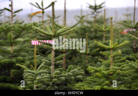 Mittelsinn, Allemagne. 11 septembre 2017. Des sapins caucasiens poussent dans la plantation d'arbres de Noël près de Mittelsinn, Allemagne, le 11 septembre 2017. Le village de Mittelsinn est devenu connu comme le premier village d'arbres de Noël d'Allemagne. Crédit : Karl-Josef Hildenbrand/dpa/Alamy Live News Banque D'Images