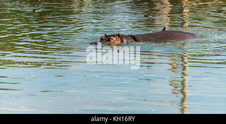 Paysage de la faune sauvage, des hippopotames dans l'eau Banque D'Images