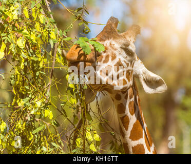 La faune, la girafe animal mange feuilles close-up portrait Banque D'Images