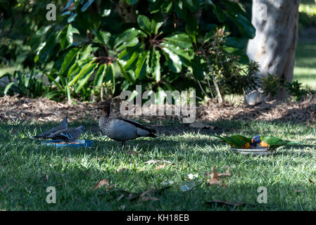 Un canard en bois avec une paire de pigeons à crête et de Lorikeets arc-en-ciel se nourrissant dans un jardin résidentiel du Queensland, en Australie Banque D'Images