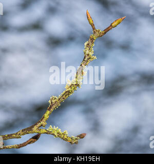 Un plan macro sur un certain lichen poussant sur la branche d'un arbre. amelachier Banque D'Images