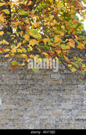 Liriodendron tulipifera fastigiatum. Tulip Tree feuilles à l'automne contre un mur en pierre de Cotswold, Chipping Campden, Cotswolds, Gloucestershire, Angleterre Banque D'Images