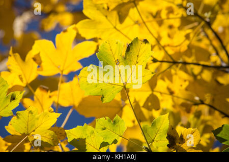 Automne : textures naturelles de couleur jaune vif ou d'érable sycomore quitte éclairée par la lumière du soleil. Banque D'Images