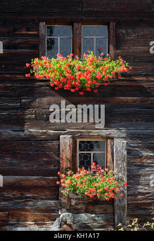 BLATTEN, SUISSE - SEPT. 25, 2017 : Windows dans un vieux chalet en bois traditionnel avec fenêtre caisses remplies de fleurs rouge éclairée par la lumière du soleil. Banque D'Images