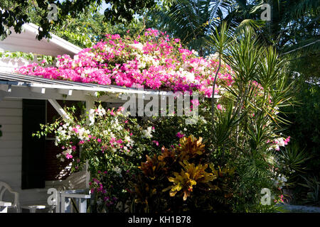 Fleurs de Bougainvillae poussant sur le toit du porche d'une ancienne 'conque House', Tavernier, Florida Keys. Banque D'Images