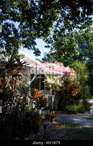 Fleurs de Bougainvillae poussant sur le toit du porche d'une ancienne 'conque House', Tavernier, Florida Keys. Banque D'Images