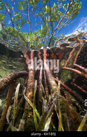 Les racines de palétuvier rouge (Rhizophora mangle) et la zostère (Thalassia testudinum) Florida Bay, Florida Keys National Marine Sanctuary, Islamorada Banque D'Images