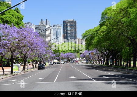 Purple jacarandas en fleurs dans les rues de Buenos aires recoleta district sur blue skié, journée de printemps ensoleillée en Argentine. Banque D'Images