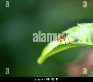 Belle fly assis sur une plante photographiée en close-up Banque D'Images