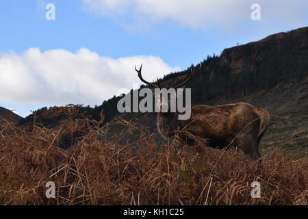 Stag en parmi les fougères dans Glen Etive, Ecosse Banque D'Images