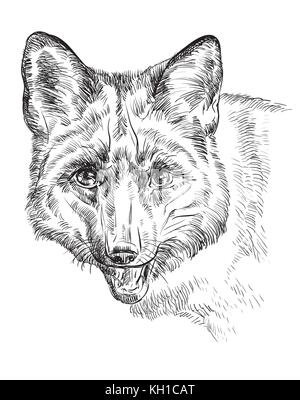 Vector dessin portrait de fox en couleur noir isolé sur fond blanc Illustration de Vecteur