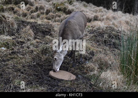 Red Deer femelle léchant un bloc minéral à Glen Etive en hiver. Banque D'Images