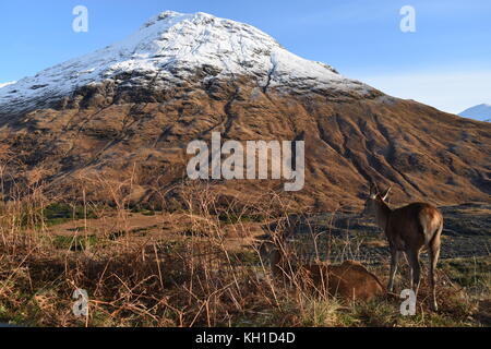 Femelle Red Deer devant Stob Dubh en hiver, Glen Etive. Banque D'Images