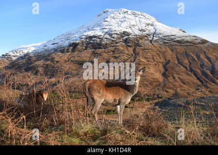 Femelle Red Deer devant Stob Dubh en hiver, Glen Etive. Banque D'Images