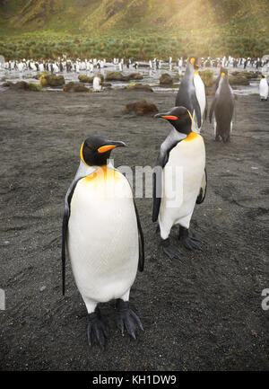 Close-up vertical de deux manchots royaux (Aptenodytes patagonicus) debout sur la plage de sable noir en face de la baie d'Or. de la colonie, South Georgia island Banque D'Images