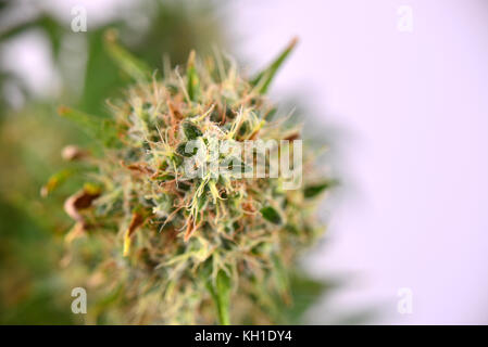 Close up detail du cannabis cola sour diesel (variété de marijuana) avec des poils visibles, trichomes et laisse sur la fin de la floraison Banque D'Images