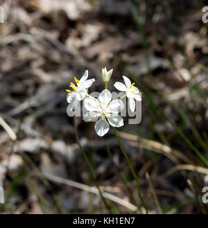 Burchardia congesta (milkmaids) une herbe vivace native du sud-ouest de l'Australie , croissance au printemps en Manea Park Bunbury. Banque D'Images