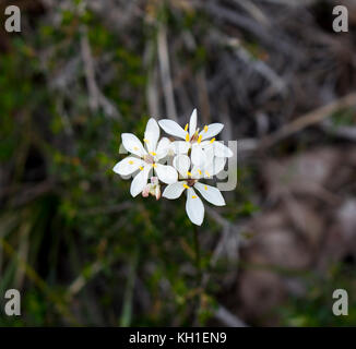 Burchardia congesta (milkmaids) une herbe vivace native du sud-ouest de l'Australie , croissance au printemps en Manea Park Bunbury. Banque D'Images