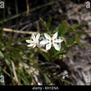 Burchardia congesta (milkmaids) une herbe vivace native du sud-ouest de l'Australie , croissance au printemps en Manea Park Bunbury. Banque D'Images