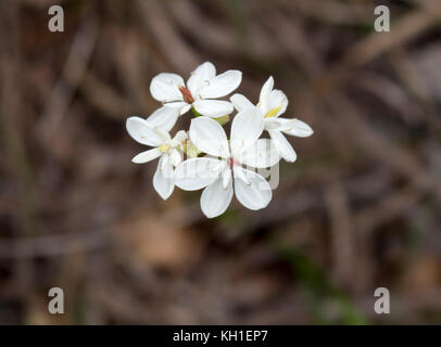 Burchardia congesta (milkmaids) une herbe vivace native du sud-ouest de l'Australie , croissance au printemps en Manea Park Bunbury. Banque D'Images