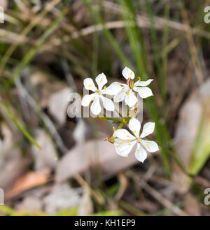 Burchardia congesta (milkmaids) une herbe vivace native du sud-ouest de l'Australie , croissance au printemps en Manea Park Bunbury. Banque D'Images