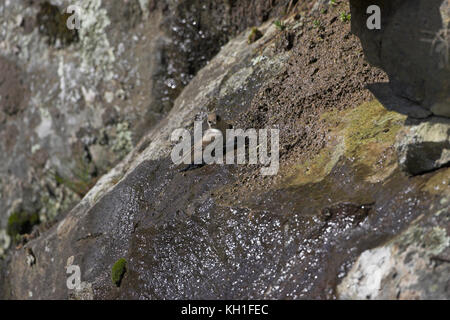 Eurasian crag martin Ptyonoprogne rupestris de la boue pour la construction des nids de la vallée de la Restonica Corte Corse France Banque D'Images