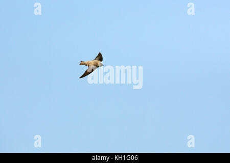 Eurasian crag martin Ptyonoprogne rupestris en vol Banque D'Images