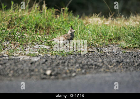 Crested lark Galerida cristata près de Tiszaalpar La Hongrie Banque D'Images