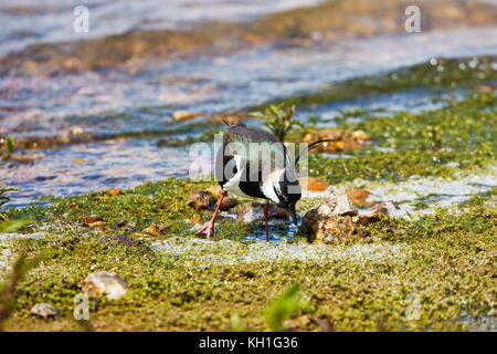 Le nord de sociable Vanellus vanellus alimentation adultes Blashford Lakes Nature Reserve près de Ringwood Hampshire England UK Mai 2015 Banque D'Images