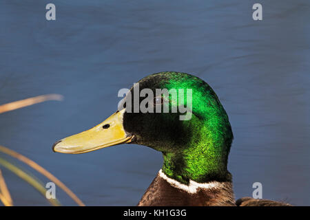 Canard colvert Anas platyrhynchos homme chef fermer jusqu'à côté de canal d'eau Winnall Moors Hampshire et l'île de Wight Wildlife Trust Réserver Winchester Hampshi Banque D'Images