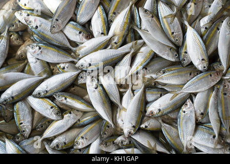 Pile d'yellowstripe poisson scad en vente au marché des produits frais locaux.peut aussi être utilisé comme papier peint et toile de fond, Banque D'Images