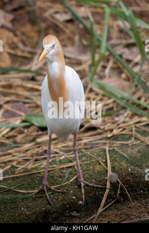 Oiseau Aigrette d'or à Singapour. Ces aigrettes sont de petits échassiers lumineux avec son plumage d'or sur leurs cous. Banque D'Images