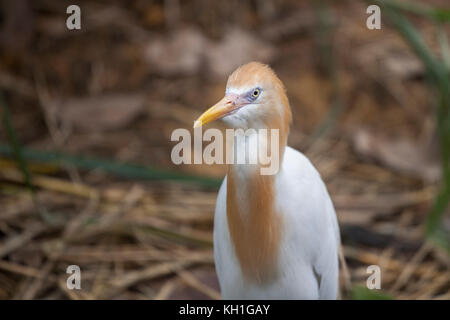 Oiseau Aigrette d'or à Singapour. Ces aigrettes sont de petits échassiers lumineux avec son plumage d'or sur leurs cous. Banque D'Images