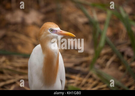 Oiseau Aigrette d'or à Singapour. Ces aigrettes sont de petits échassiers lumineux avec son plumage d'or sur leurs cous. Banque D'Images