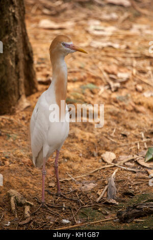 Oiseau Aigrette d'or à Singapour. Ces aigrettes sont de petits échassiers lumineux avec son plumage d'or sur leurs cous. Banque D'Images