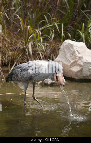 Le bec-en-sabot est également connu comme une chaussure ou whalehead-billed stork et peuvent être trouvés dans les zones marécageuses d'eau douce de l'Afrique tropicale centrale Banque D'Images