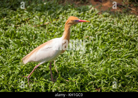 Oiseau Aigrette d'or à Singapour. Ces aigrettes sont de petits échassiers lumineux avec son plumage d'or sur leurs cous. Banque D'Images