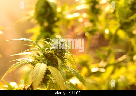 Plante de cannabis au stade de floraison, éclairé par la lumière du matin chaud Banque D'Images