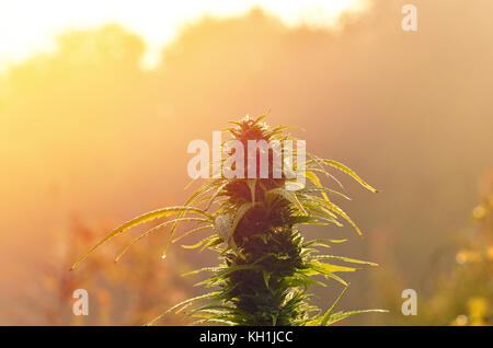 Plante de cannabis à floraison extérieur croissant Banque D'Images