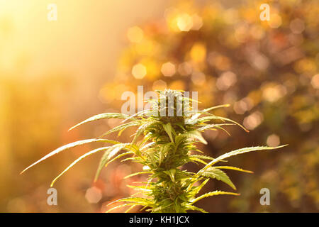 Plante de cannabis à floraison extérieur croissant Banque D'Images