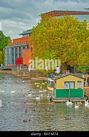 Les cygnes tuberculés et les bateaux sur la rivière Avon à Stratford upon Avon, à l'extérieur du Royal Shakespeare Theatre, sur un matin d'automne Banque D'Images