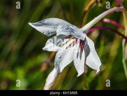 Un plan macro sur une fleur blanche glaïeul d'Abyssinie. Banque D'Images