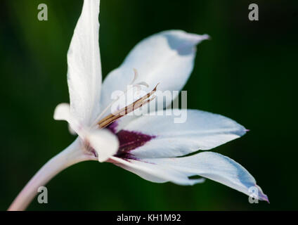 Un plan macro sur une fleur glaïeul d'Abyssinie. Banque D'Images