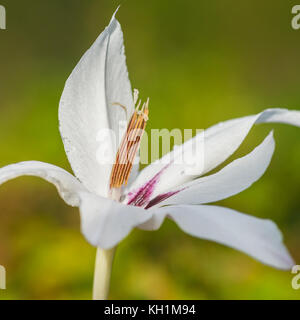 Un plan macro sur une fleur acidanthera. Banque D'Images