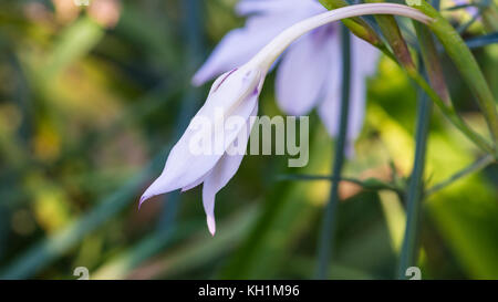 Un plan macro sur une fleur glaïeul d'Abyssinie commençant à ouvrir. Banque D'Images