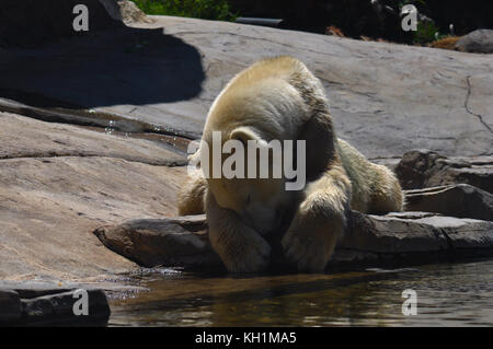 L'ours polaire se détendre sur le roc sur le lac dans la chaude journée d'été Banque D'Images