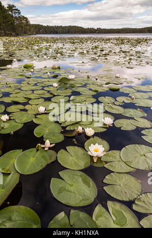 Water Lilies sur Loch Garten dans le Parc National de Cairngorms de l'Ecosse. Banque D'Images