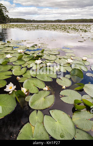 Water Lilies sur Loch Garten dans le Parc National de Cairngorms de l'Ecosse. Banque D'Images