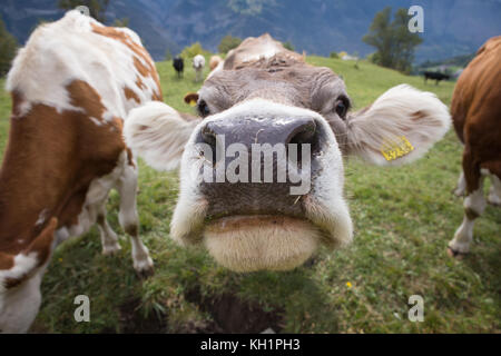 BIRGISCH, SUISSE - SEPT. 26, 2017 : Close-up of a Swiss vache brune curieusement à l'inhalation de l'appareil photo. Banque D'Images