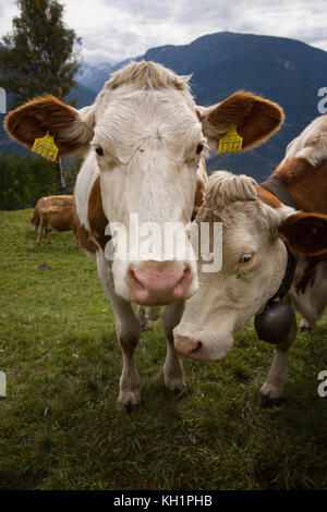BIRGISCH, SUISSE - SEPT. 26, 2017 : Portrait d'une vache laitière Fleck dans les Alpes Suisses, regardant la caméra avec une autre vache à côté d'elle. Banque D'Images